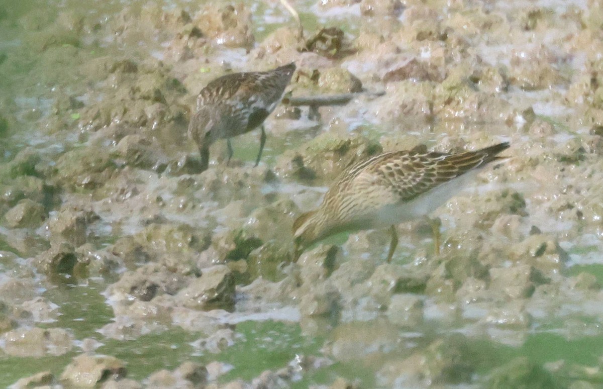 Pectoral Sandpiper - ML608893462