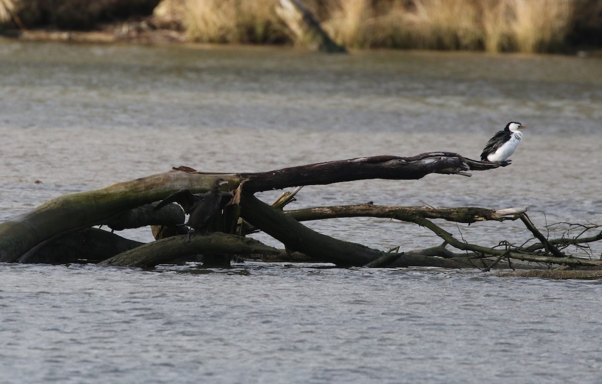 Little Pied Cormorant - ML608893477