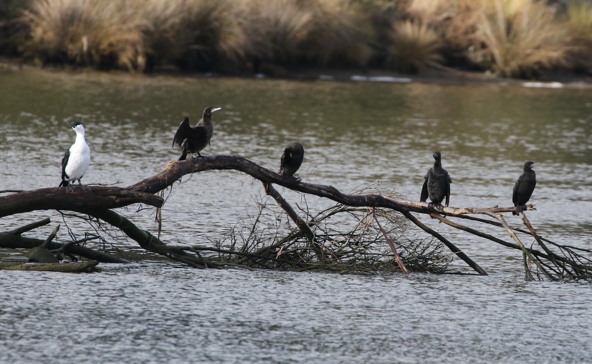 Little Black Cormorant - ML608893485