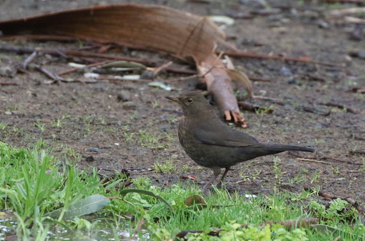 Eurasian Blackbird - ML608893501