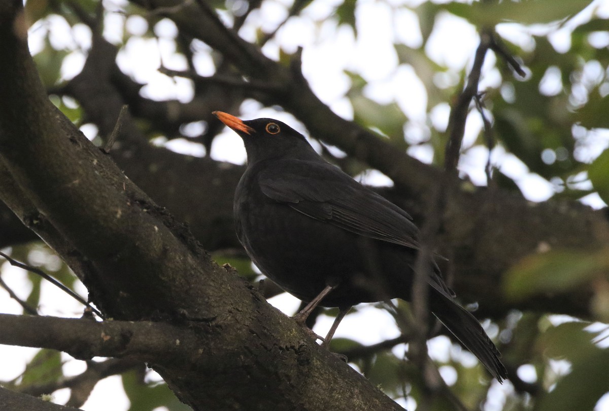 Eurasian Blackbird - ML608893503