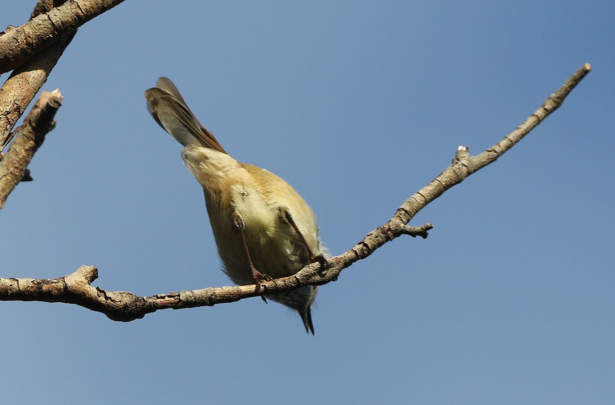 Brown Thornbill - ML608893519