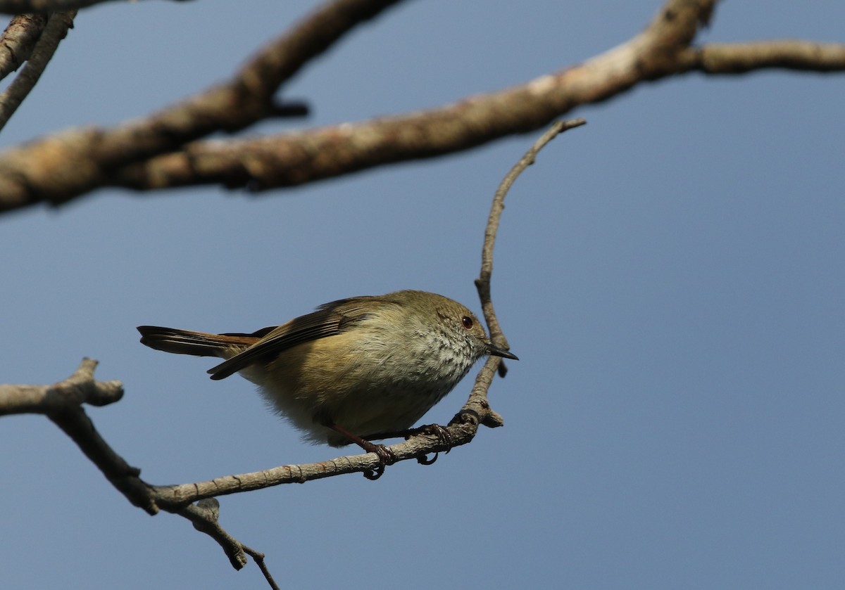 Brown Thornbill - Mike "mlovest" Miller