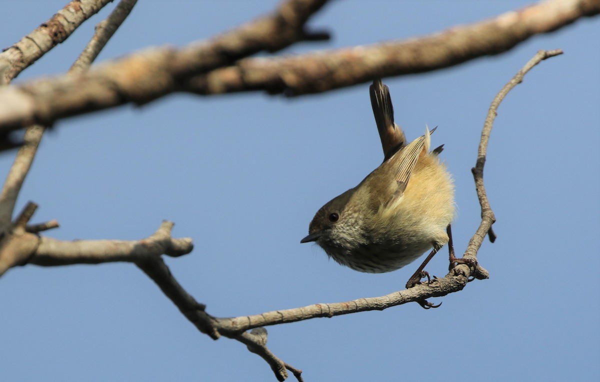 Brown Thornbill - ML608893522