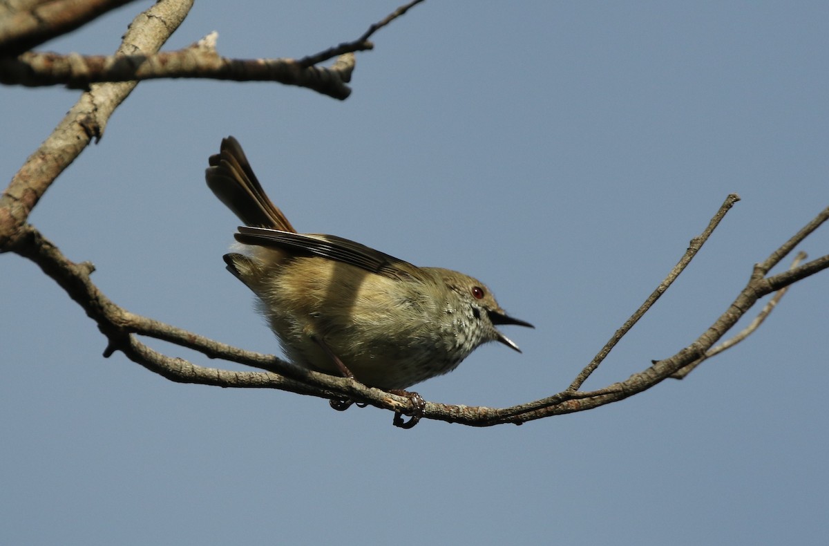 Brown Thornbill - ML608893524