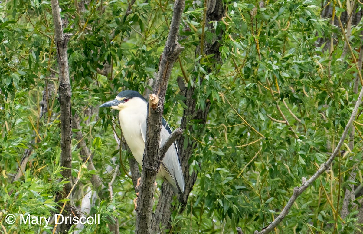 Black-crowned Night Heron - ML608893546