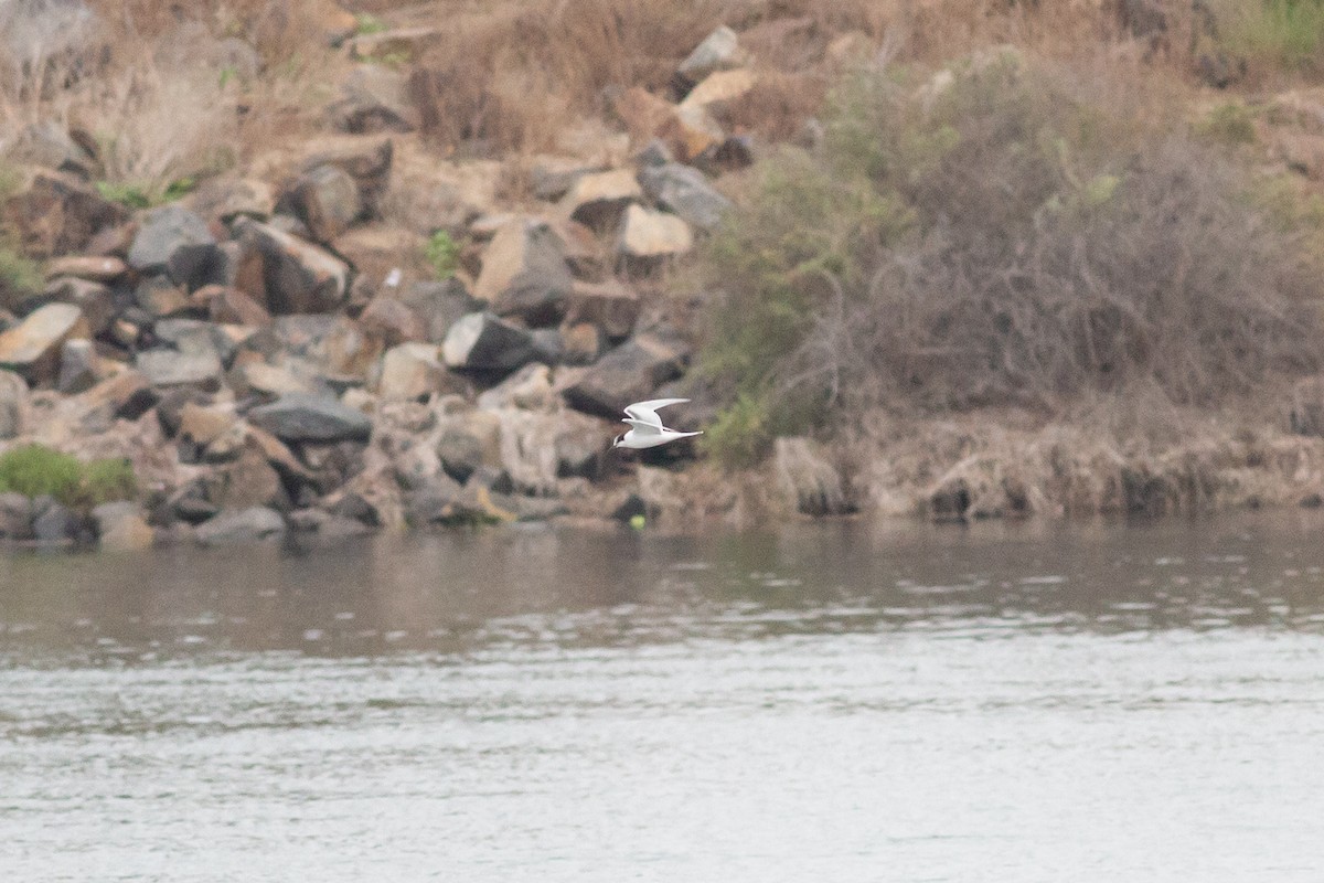 Common Tern - ML608893571