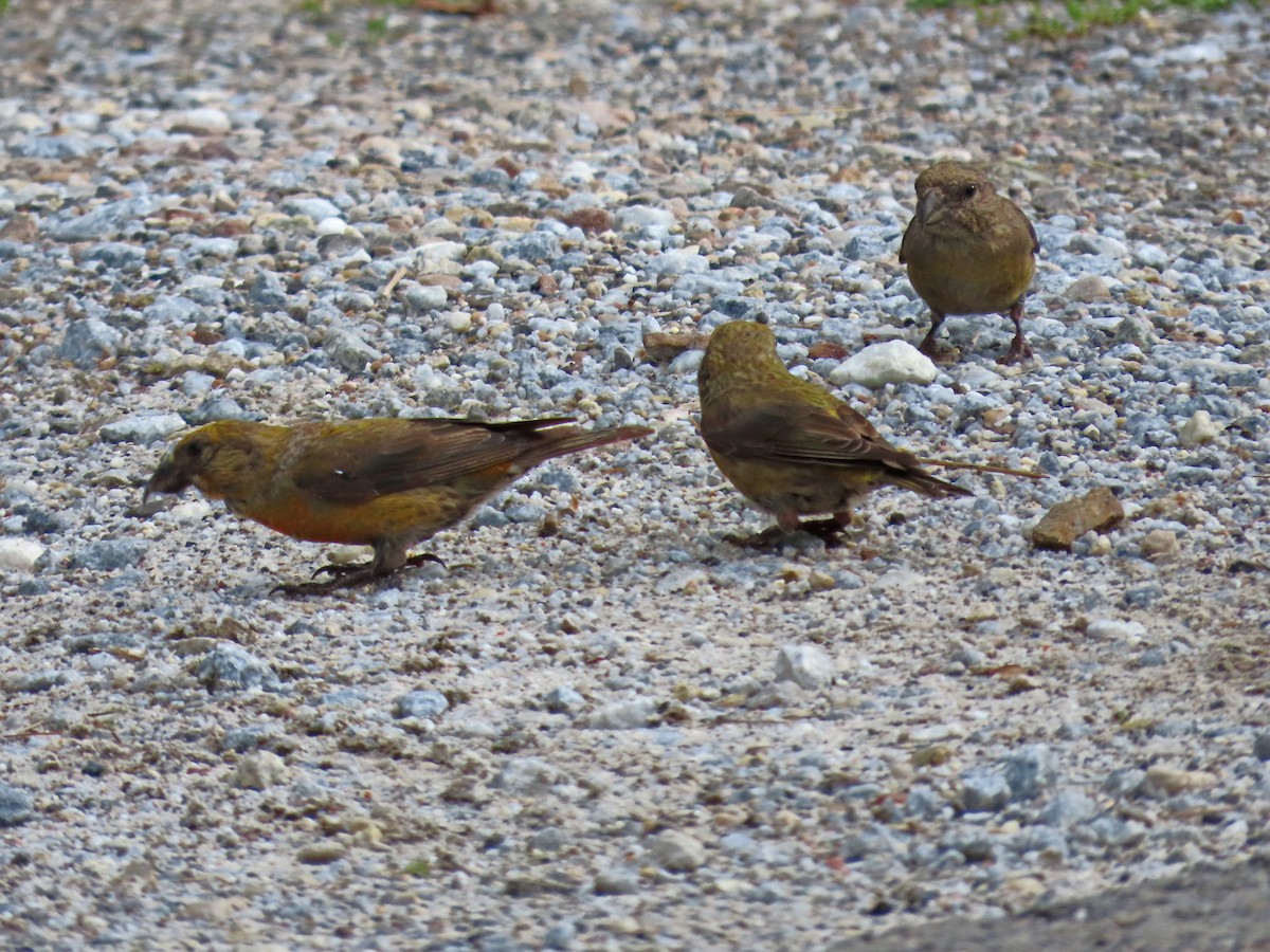 Red Crossbill - ML608893633