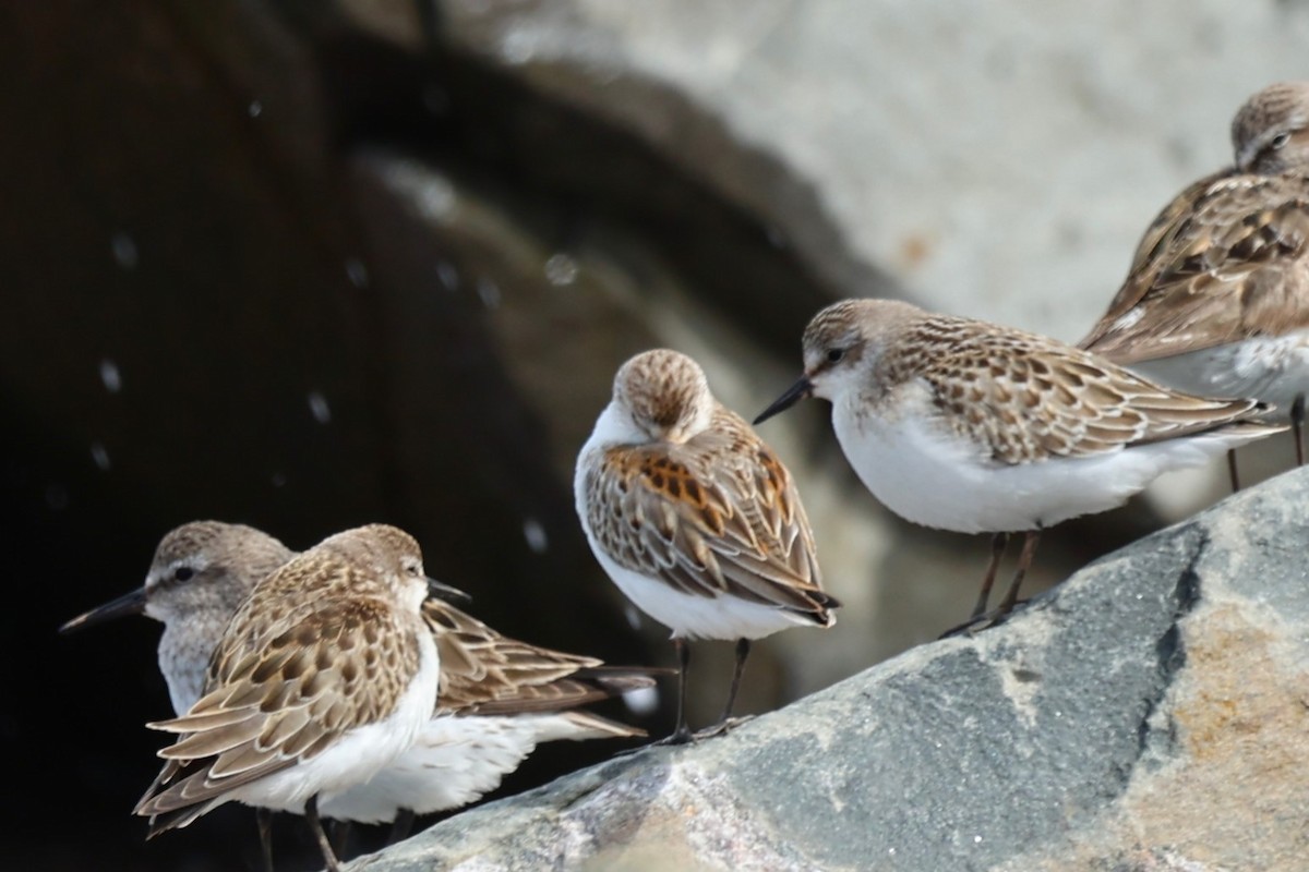 Western Sandpiper - ML608893649