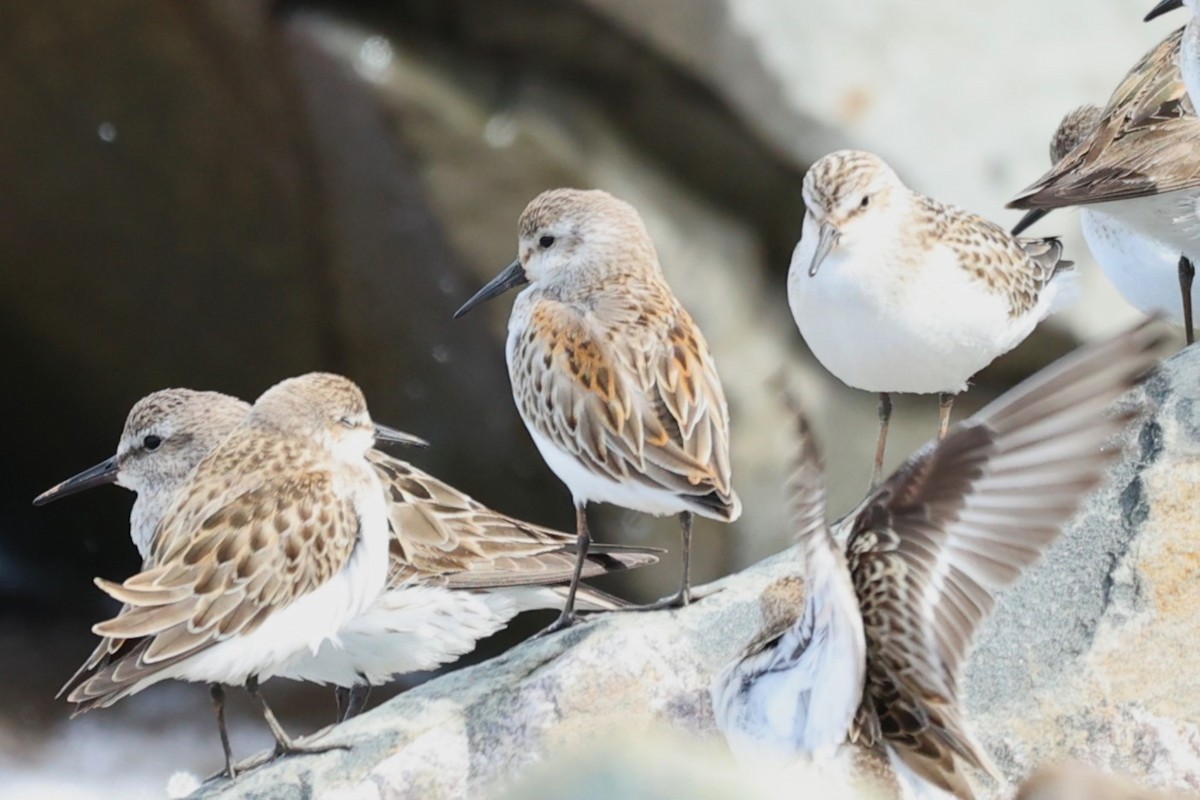 Western Sandpiper - ML608893650