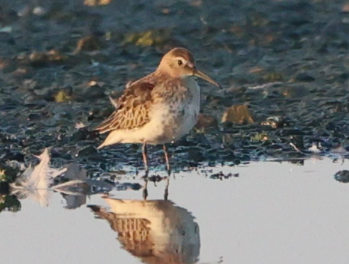 Dunlin - Sandeep Channappa