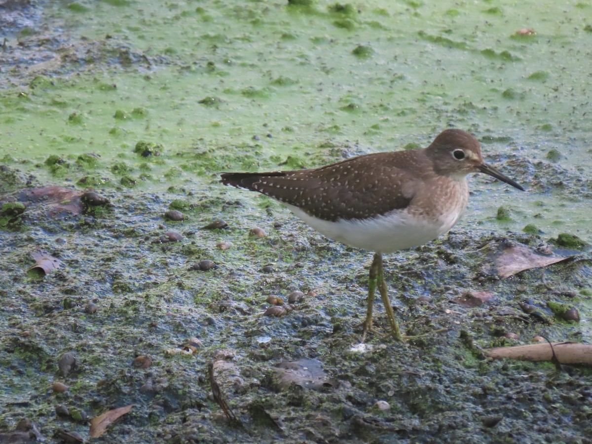 Solitary Sandpiper - ML608893687