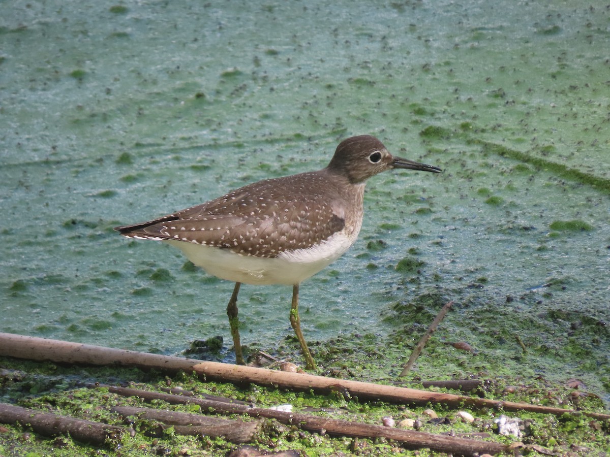 Solitary Sandpiper - Larry Urbanski