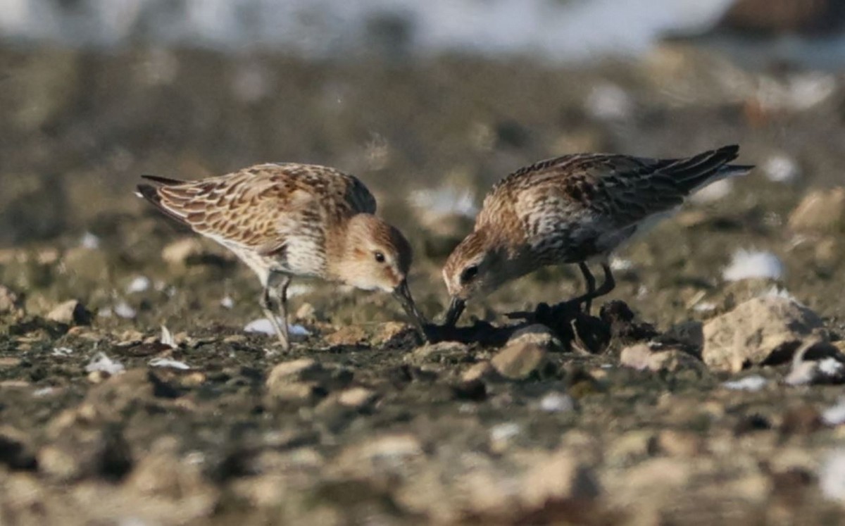 Dunlin - Sandeep Channappa