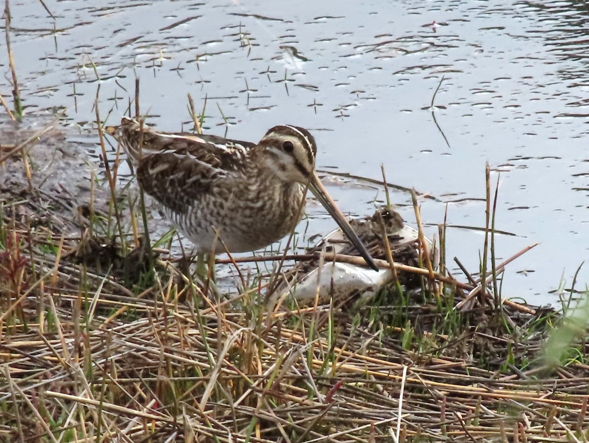 Common Snipe - ML608893805