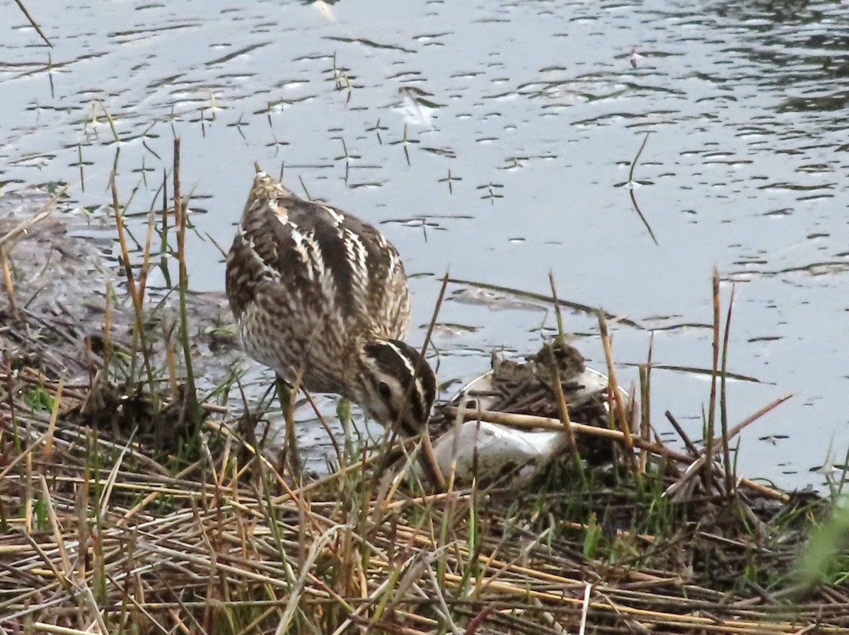 Common Snipe - ML608893806