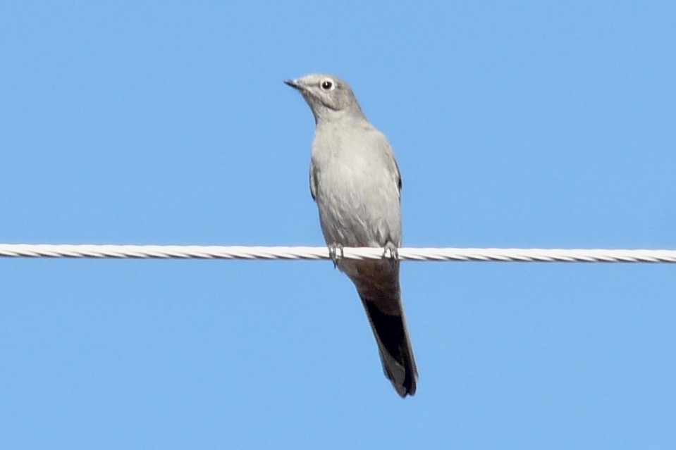 Townsend's Solitaire - ML608893893