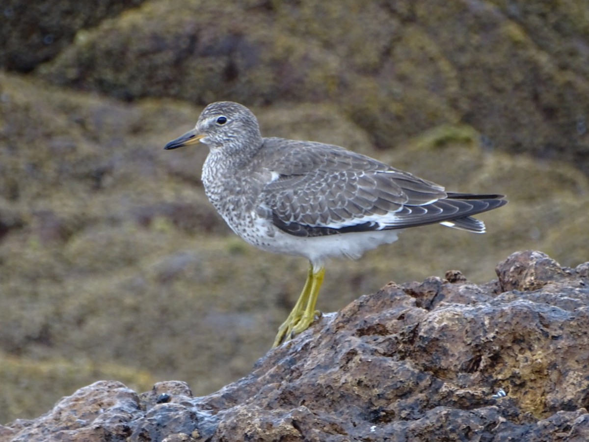 Surfbird - ML608893931