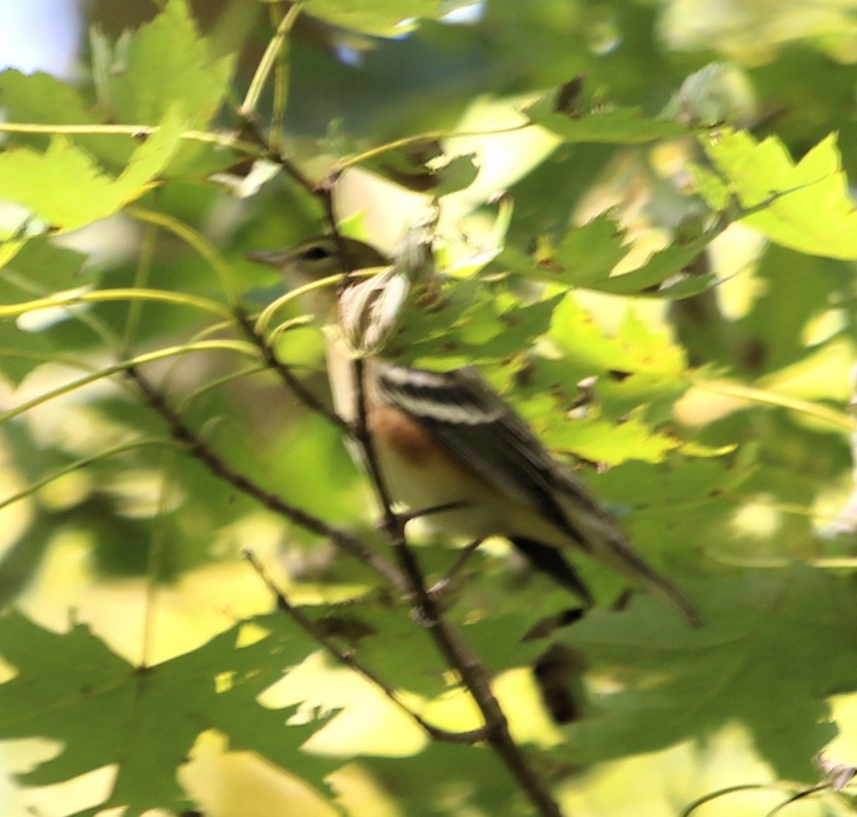 Bay-breasted Warbler - ML608893992