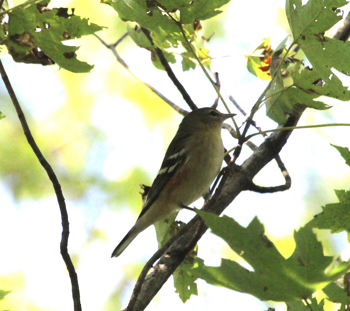 Bay-breasted Warbler - ML608893993
