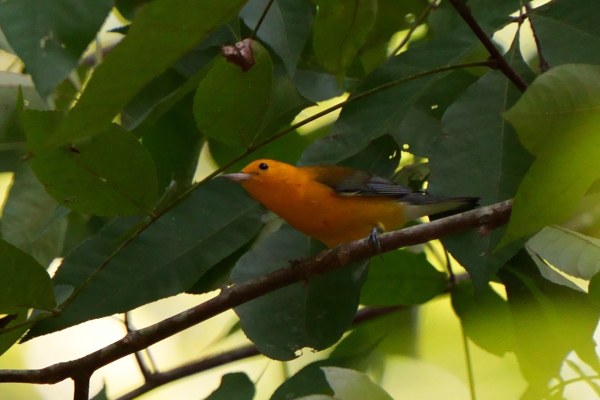 Prothonotary Warbler - ML608893996