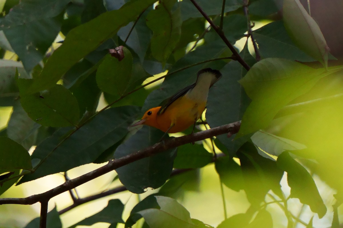 Prothonotary Warbler - ML608893997
