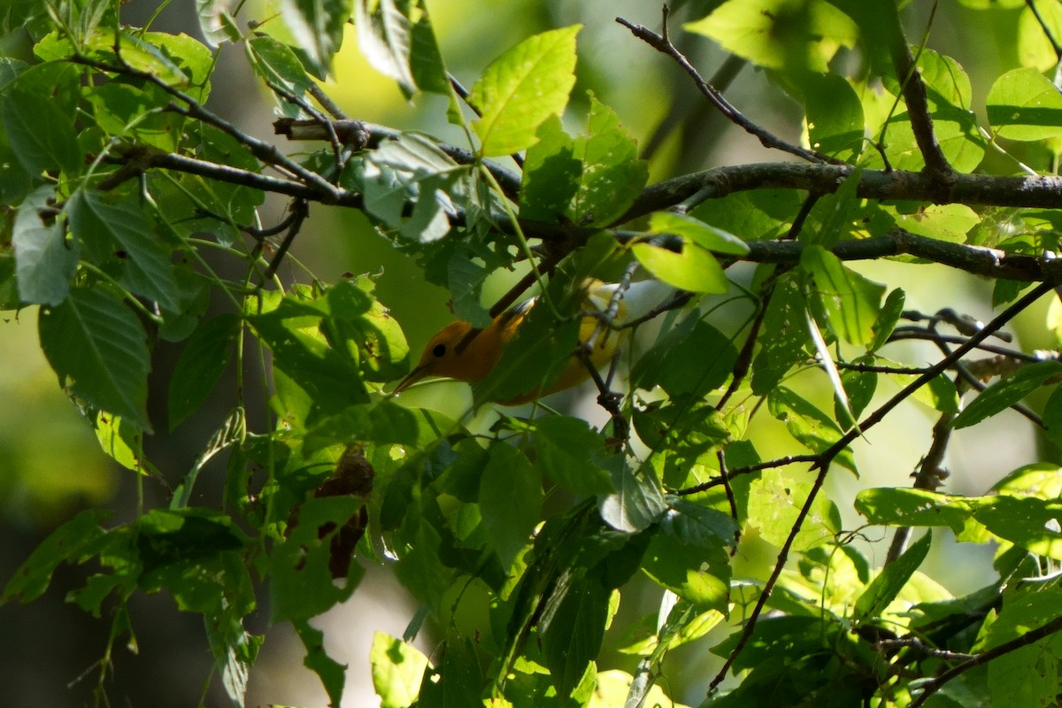 Prothonotary Warbler - ML608893998