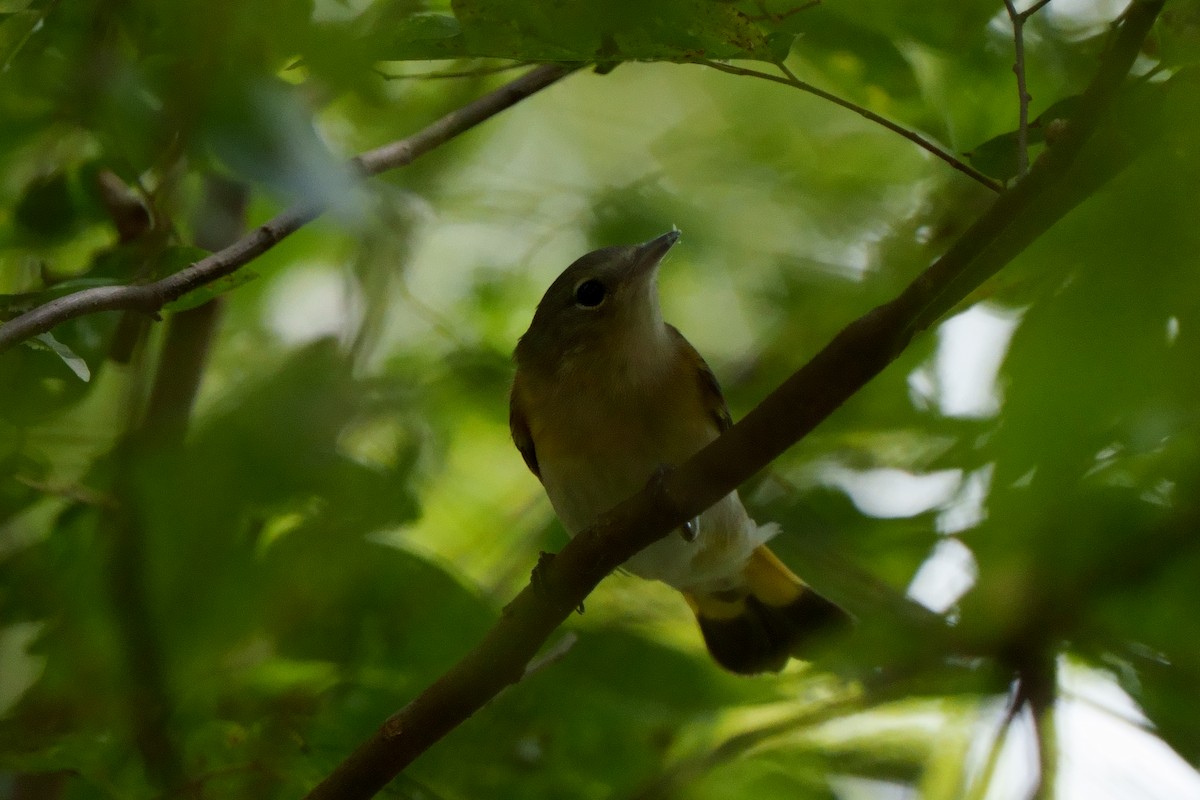 American Redstart - ML608894006