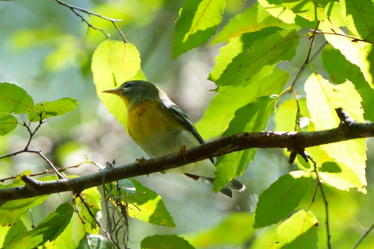 Northern Parula - ML608894016