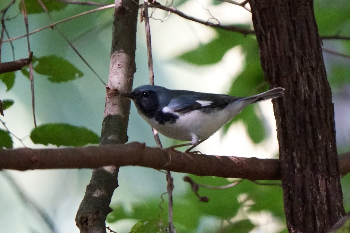 Black-throated Blue Warbler - ML608894026