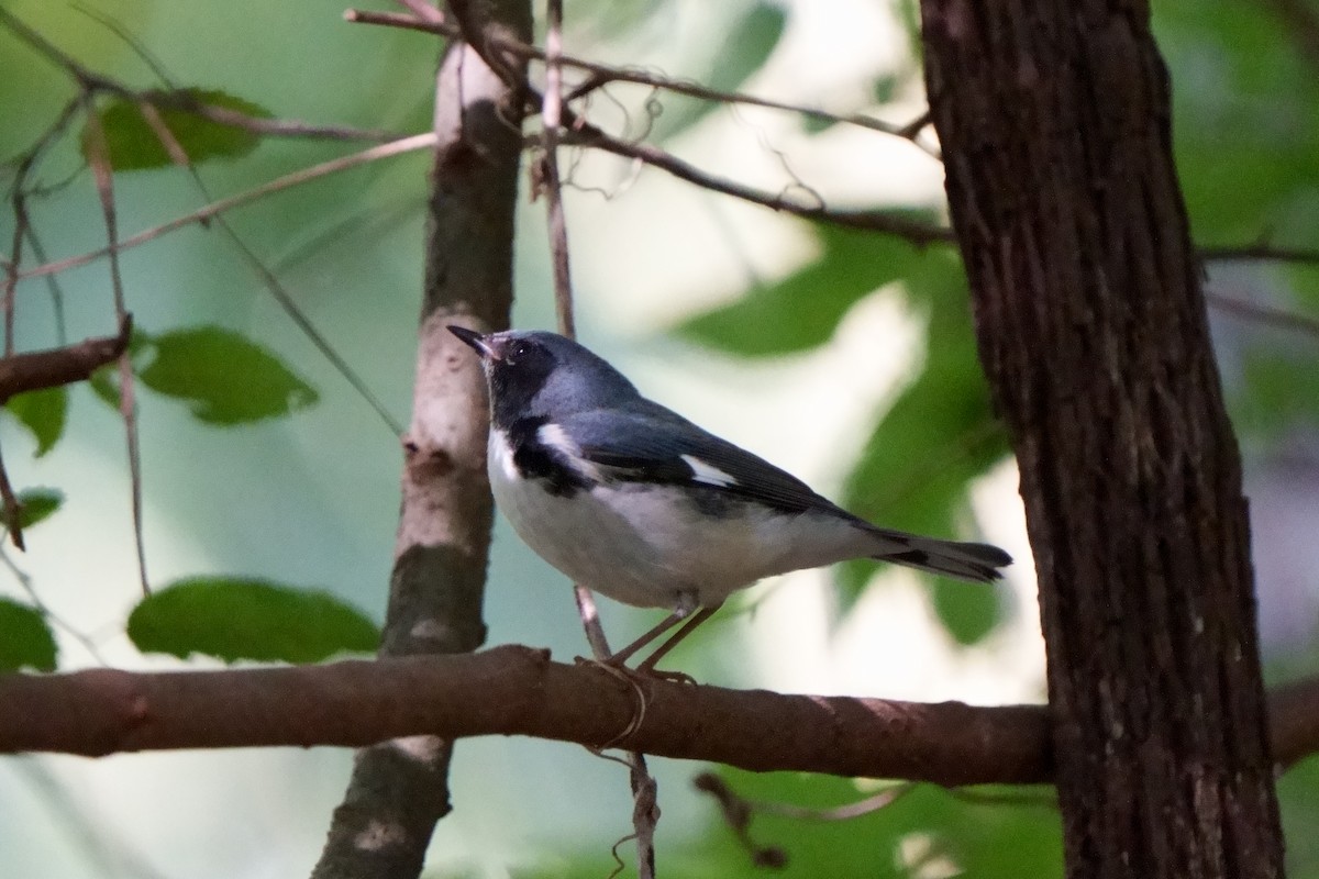 Black-throated Blue Warbler - ML608894027