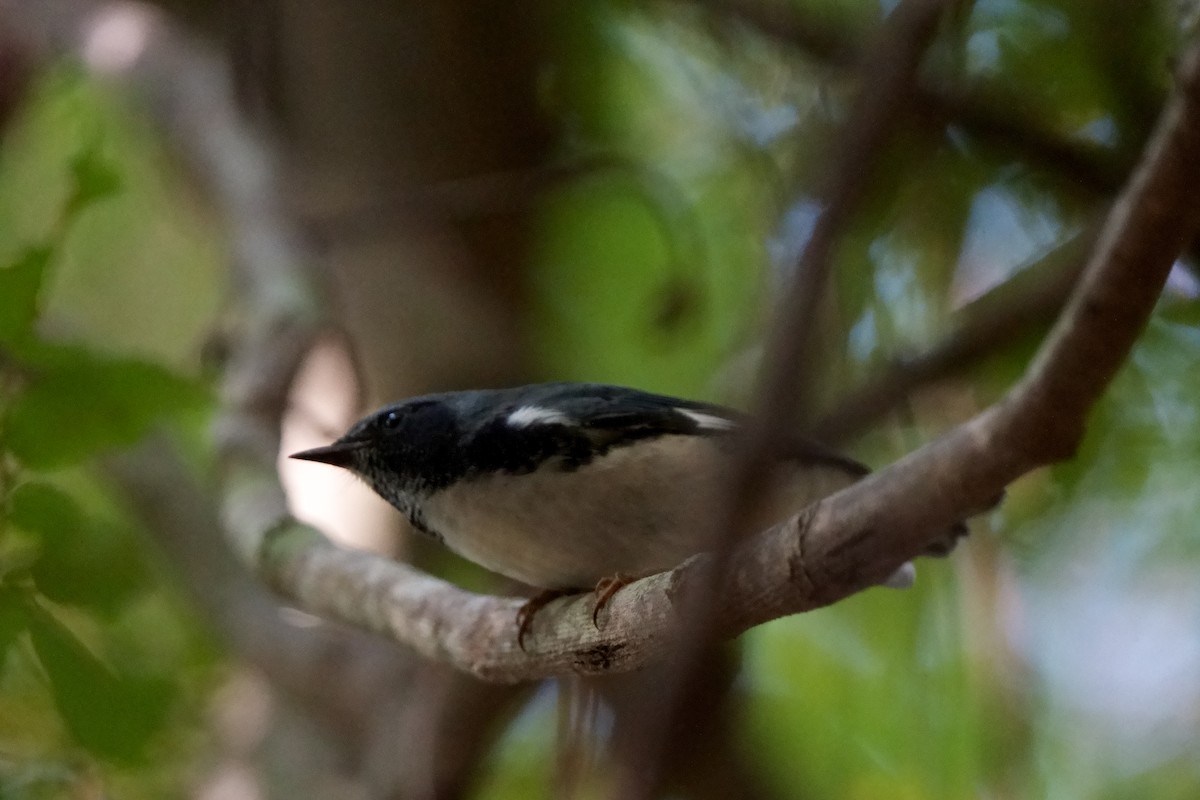 Black-throated Blue Warbler - ML608894029