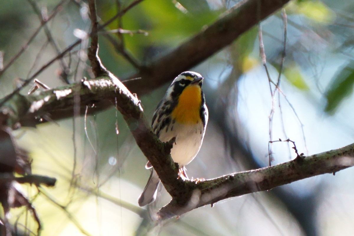 Yellow-throated Warbler - ML608894031