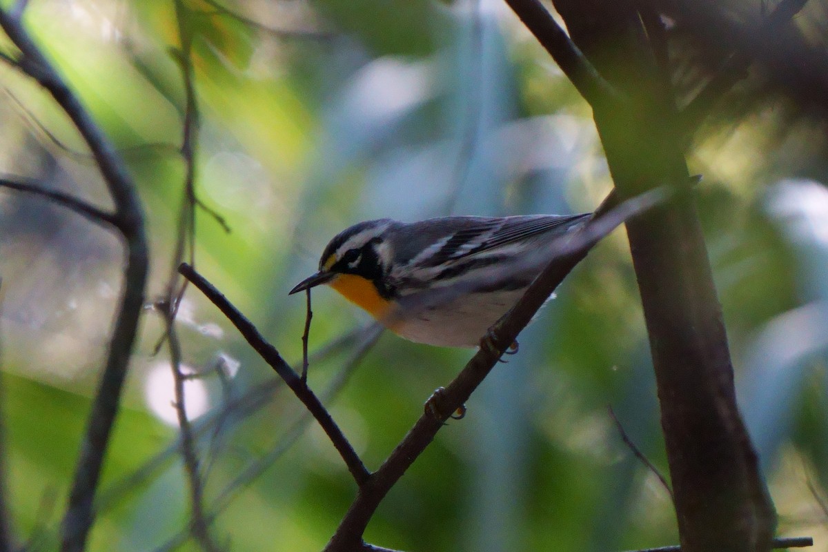 Yellow-throated Warbler - ML608894032