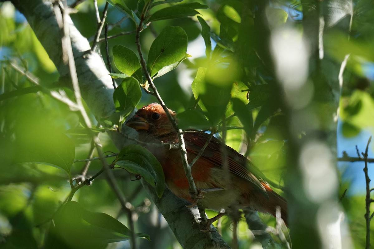 Northern Cardinal - ML608894132