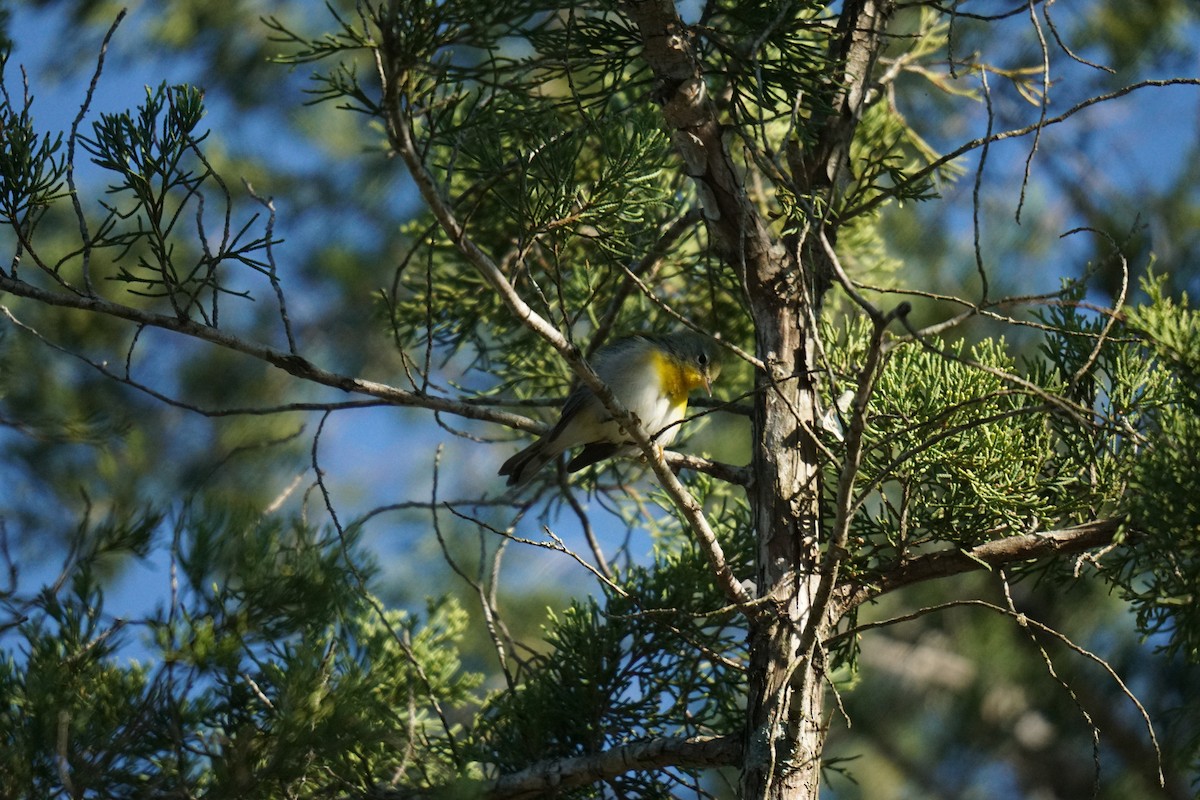 Northern Parula - ML608894138