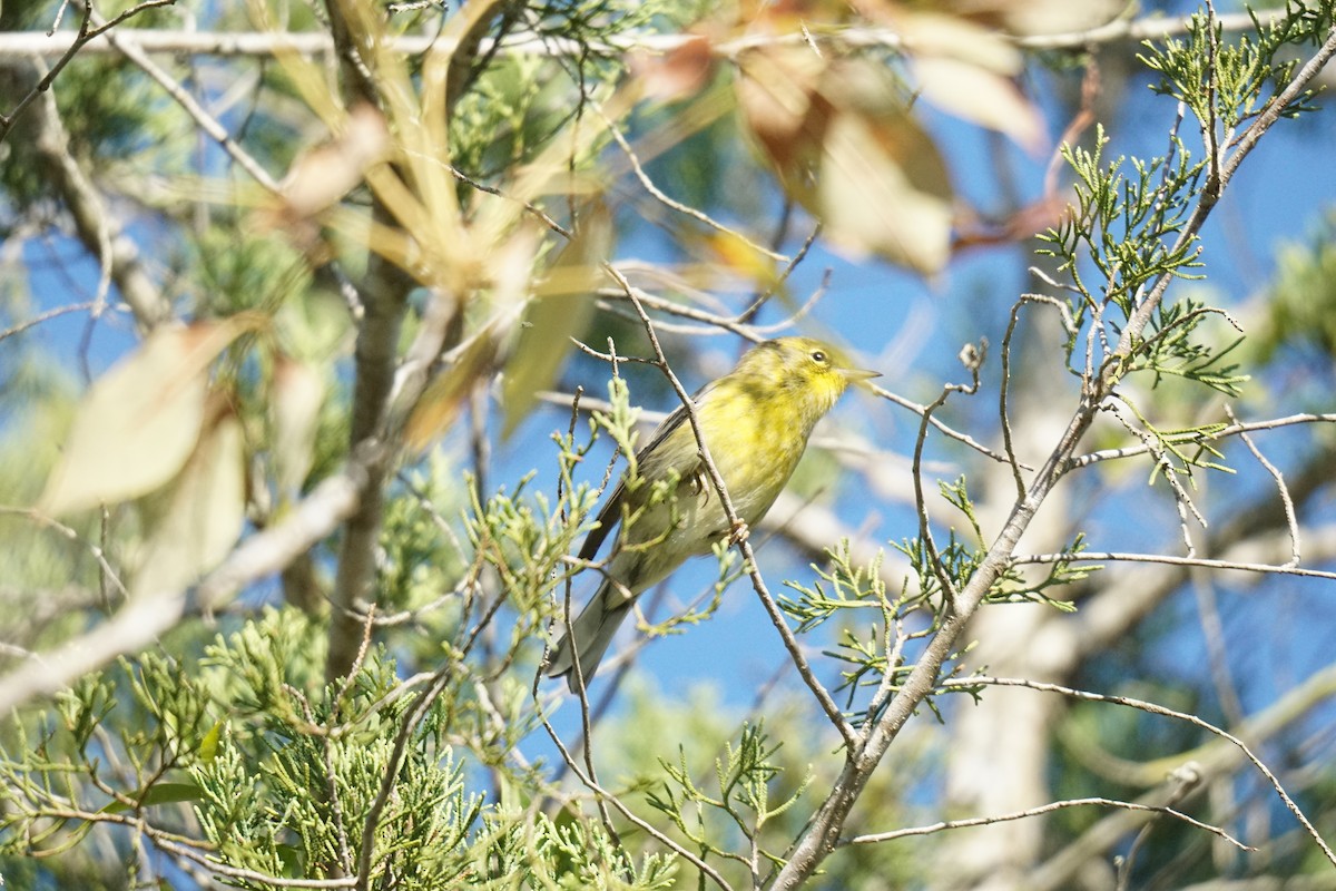 Pine Warbler - ML608894166