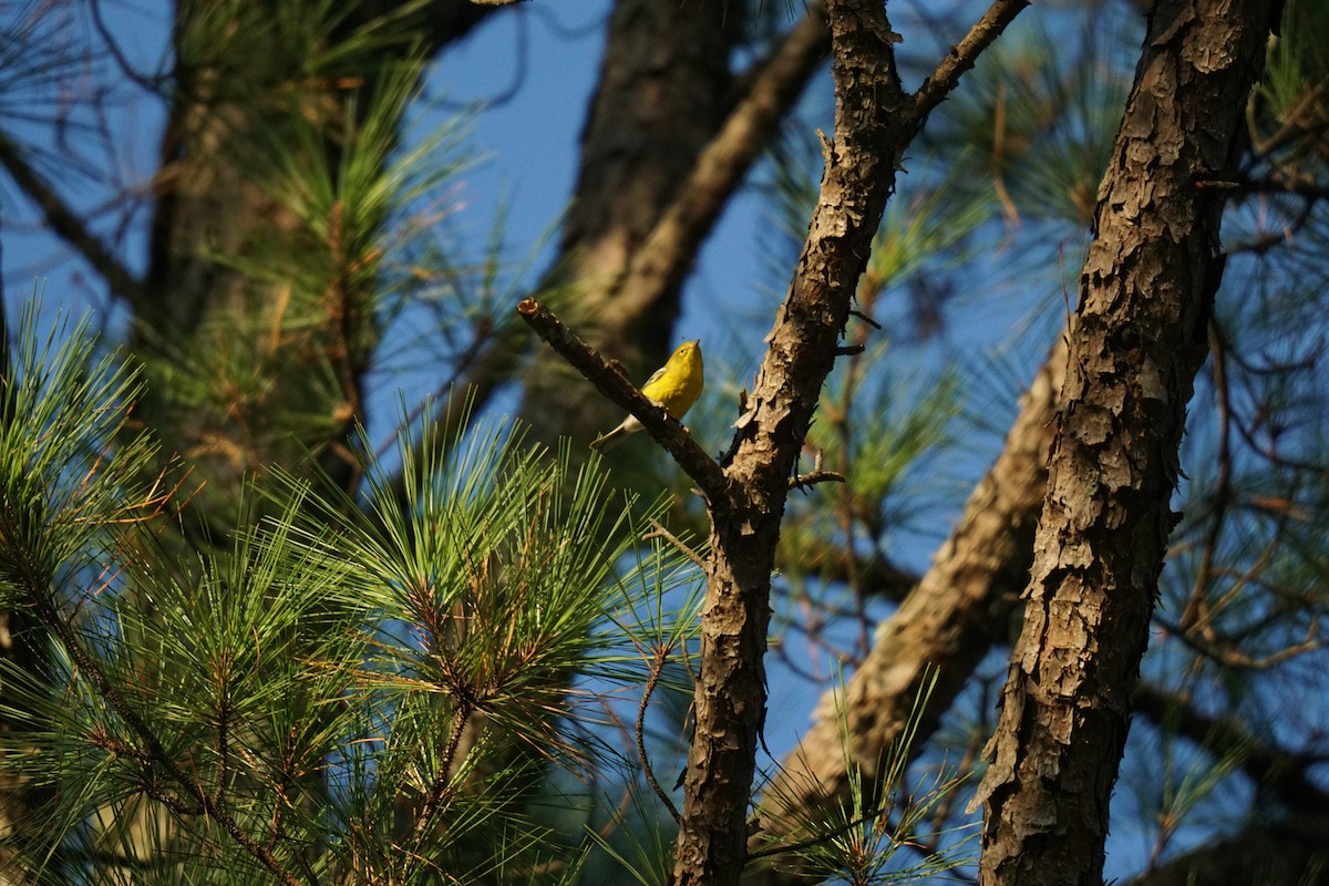 Pine Warbler - ML608894177