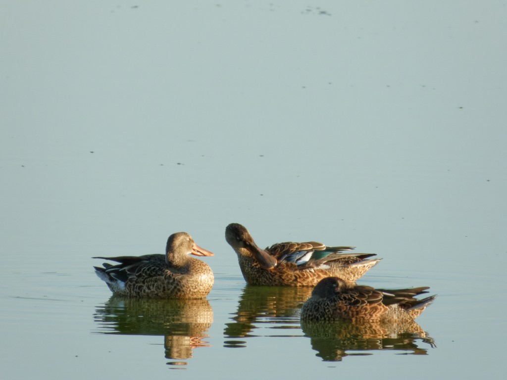 Northern Shoveler - Antonio Aguilar