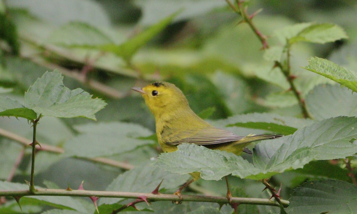 Wilson's Warbler - ML608894224