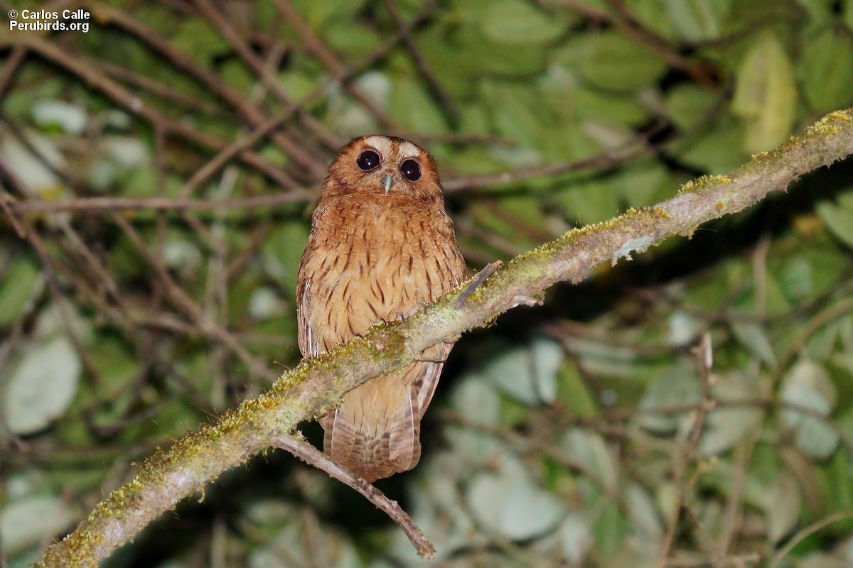 výreček Petersonův - ML608894283