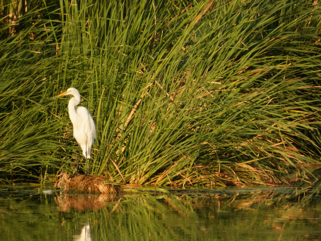 Great Egret - ML608894288