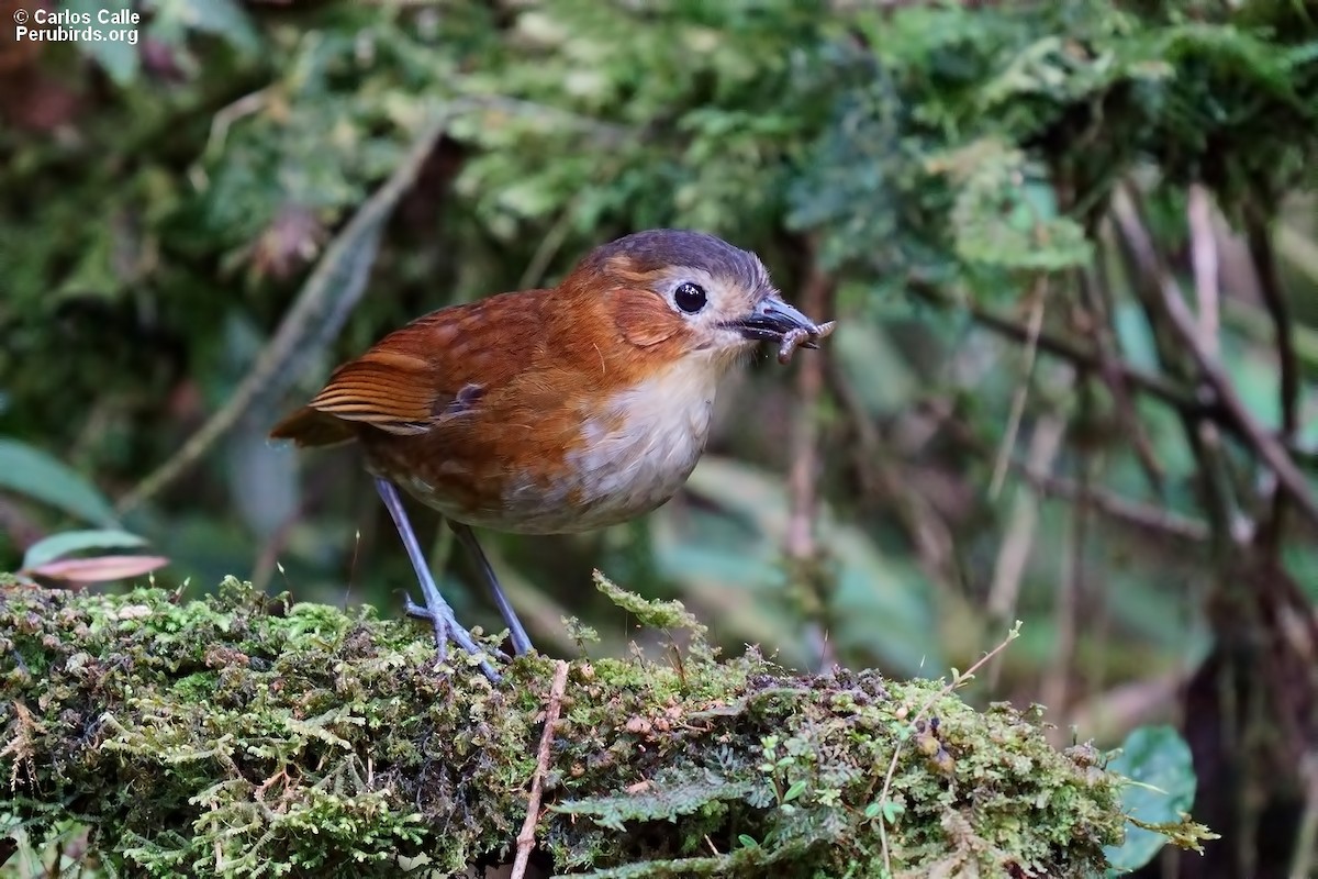 Rusty-tinged Antpitta - ML608894294