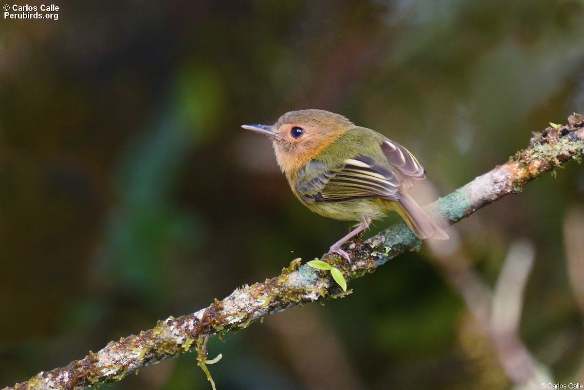 Cinnamon-breasted Tody-Tyrant - ML608894320