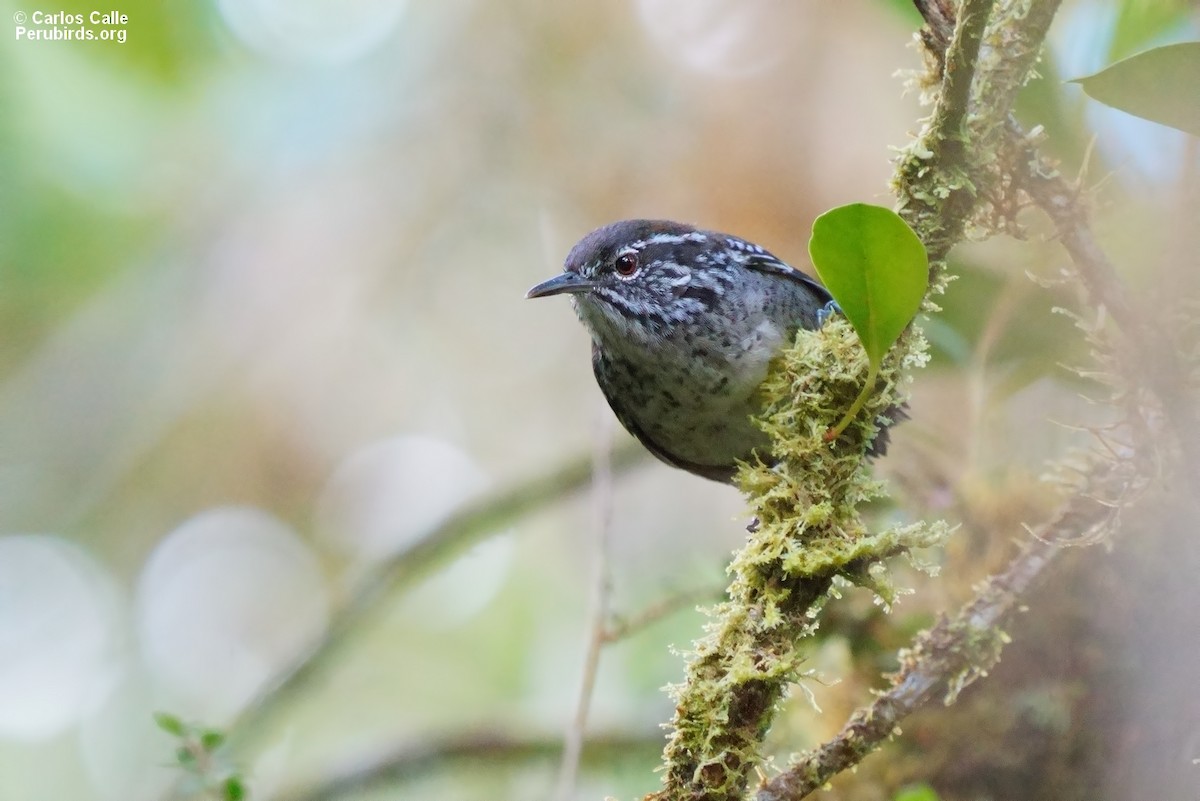 Bar-winged Wood-Wren - Carlos Calle Quispe