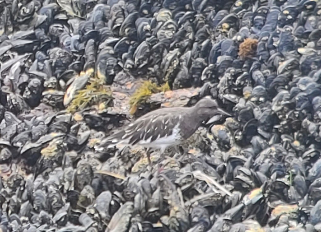 Black Turnstone - ML608894366