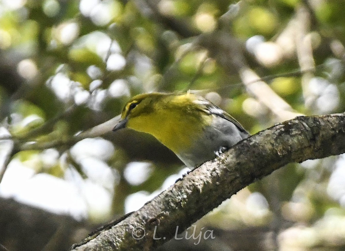 Viréo à gorge jaune - ML608894395