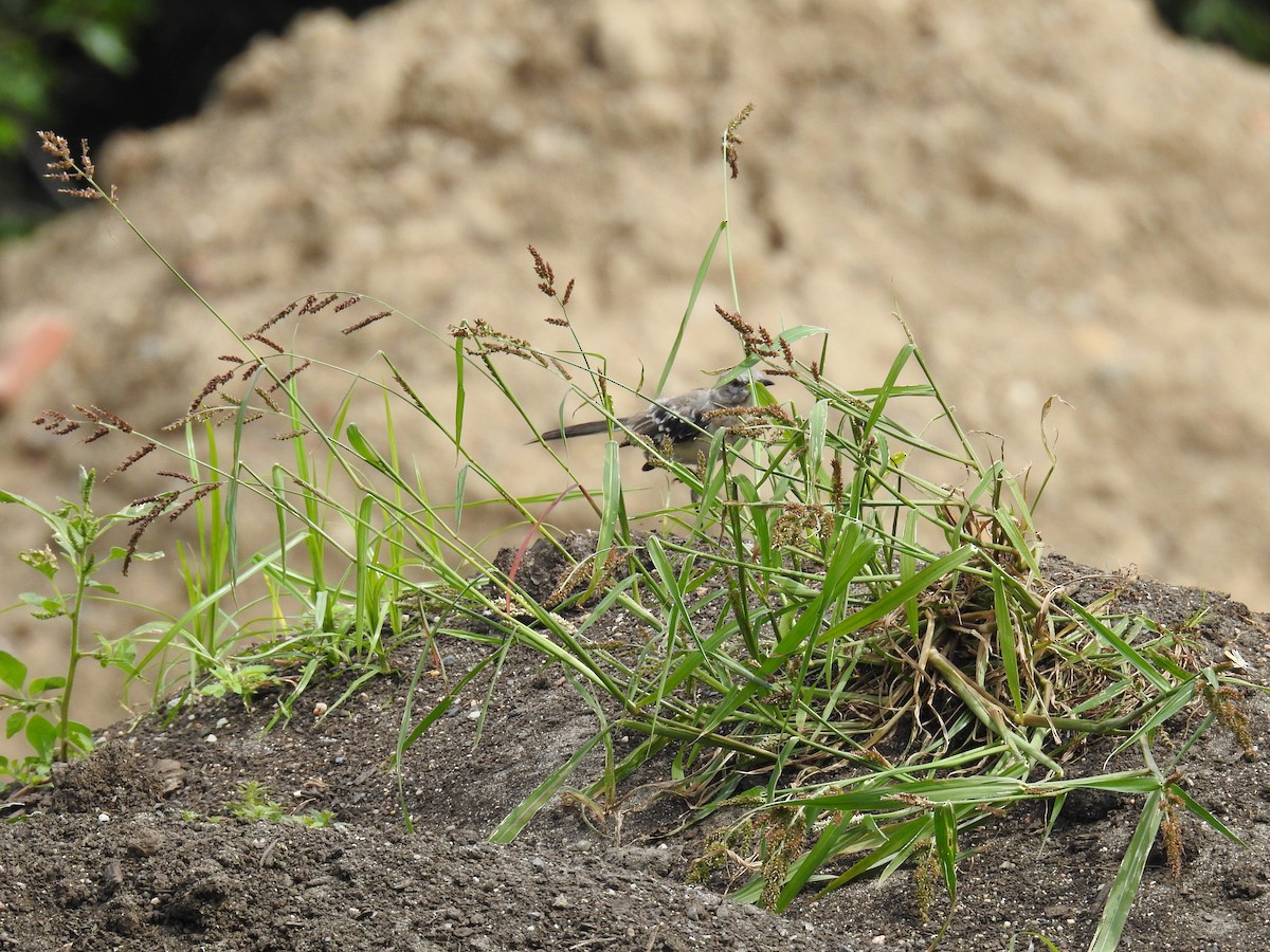 Northern Mockingbird - ML608894413