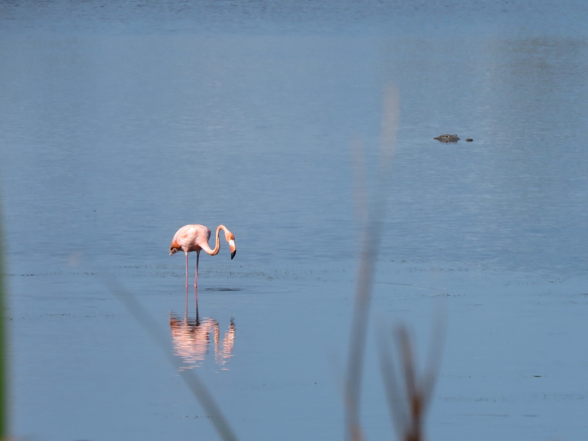 American Flamingo - ML608894776