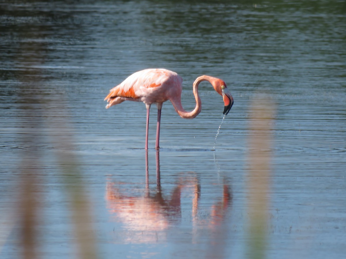 American Flamingo - ML608894778